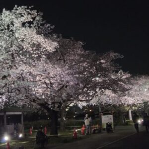 第36回柴又さくらまつり｜4月11日（土）〜4月12日（日）寅さん記念館で開催される桜まつり